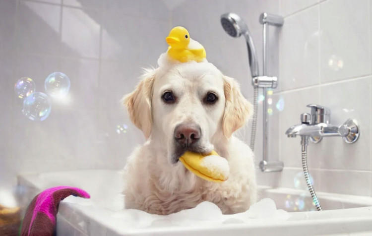 Dctr.Go Шампунь-бальзам для животных Sнampoo Therapy "Мультиуход" 1000 ml в Нижнем Тагиле